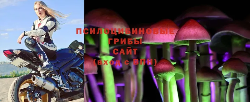 shop официальный сайт  Бутурлиновка  Галлюциногенные грибы Magic Shrooms 